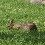 Hi Kids I’m Jack the Rabbit 🐰
