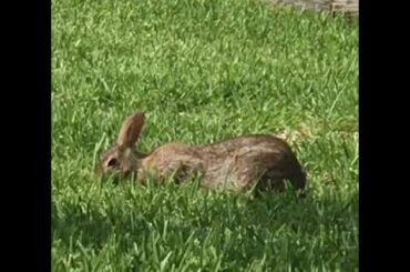 Hi Kids I’m Jack the Rabbit 🐰