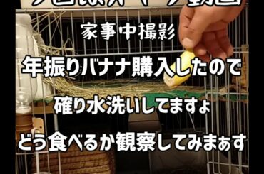 as is バナナを食べるウサちゃん可愛いやん   A cute bunny eating a banana   #ミニウサギ