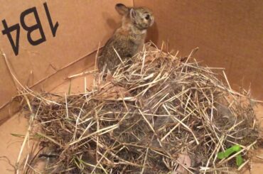 Cute bunny 🥺 first video!