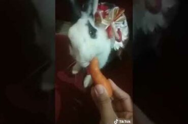 Dil hai chota sa cute bunny