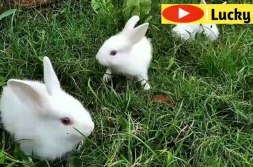 khorgos funny baby_Funny Baby Bunny Rabbits, funny Funny Baby  cute animal videos, Funny Animal