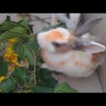 funny and cute baby bunny rabbit videos 2020