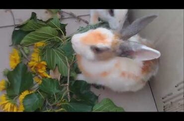 funny and cute baby bunny rabbit videos 2020