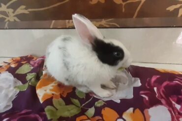Cute indian small rabbit named coco