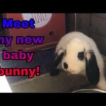 MEET MY NEW BABY BUNNY! || STICKY SNICKERS