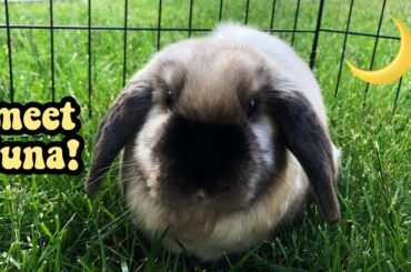 I ADOPTED ANOTHER RABBIT DURING QUARANTINE!