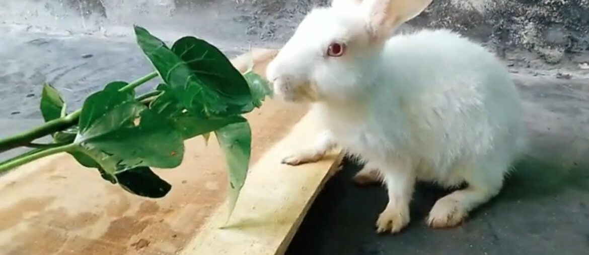 Rabbit Eating Water Spinach ASMR || Cute Bunny Eating His Favourite  Food || Funny Rabbit || Part 1
