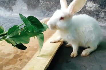 Rabbit Eating Water Spinach ASMR || Cute Bunny Eating His Favourite  Food || Funny Rabbit || Part 1