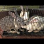Rabbit price and how to purchase