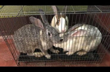 Rabbit price and how to purchase