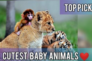 TOP PICKS - CUTEST BABY ANIMALS