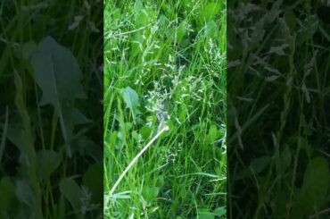 We found little baby bunnies and there nest 💕🐰