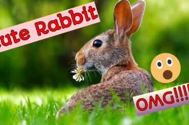 Found cute little rabbit 🥰