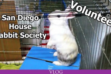 New Volunteer at San Diego House Rabbit Society! (Cute bunny alert!)