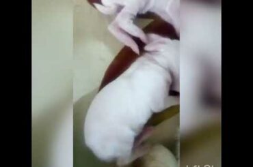 Cute little bunnies feeding video❤❤❤❤