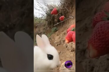 Cute rabbit 🐰🐰🍓🍓