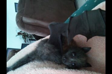 You Haven't Been Yelled At. Until You're Yelled At By A Baby Bat Named Bunny.