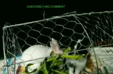 Baby Rabbits eating veggies.....