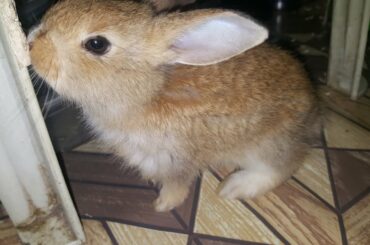 1st Day of Bun-Bun, the cute rabbit!
