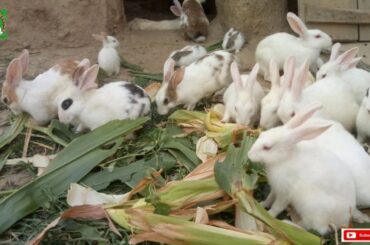 #Rabbit_RabbitBestFeed #InSummerWeather #RabbitFarm #Rehanishaqrabbitfarming #PakistanRabbitFarming