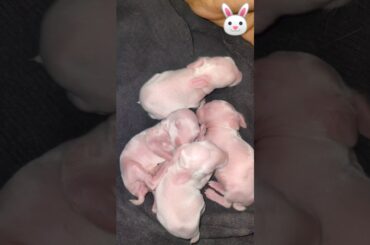 Cute bunny babies animal video compilation cutest moment of them