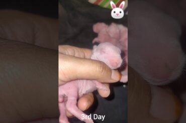 Cute little bunny baby