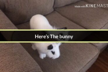 Who’s my cute little bunny