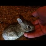 Catching Another Baby Bunny