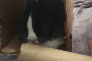 Cute Bunny Hides in Her Tunnel