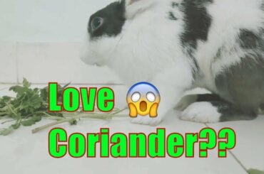 Rabbit eating coriander as his favorite food?