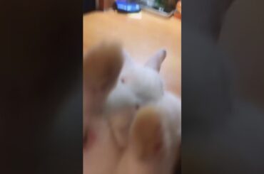 小兔子好可爱 Baby bunny is so cute!