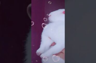 Cute bunny rabbit video