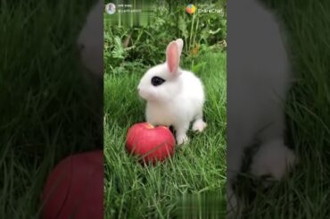 Cute Bunny rabbit 🐰🐇