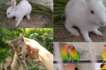 New Addition in pets Family || beautiful baby Bunnies Addition
