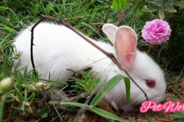 Cute bunny 🐇💞🐇