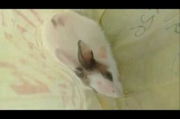 Funny Baby Rabbit Videos   Cute Baby Rabbits   Funny Bunny Baby Videos   Funny Video 2020