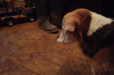 Trixie the rabbit dog meets baby rabbit