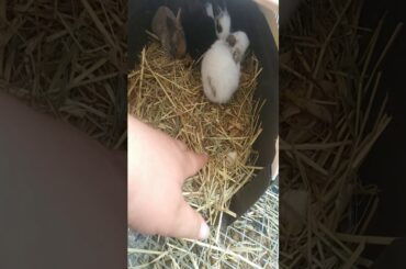 Bunny update Luna's baby bunnies so cute ❤