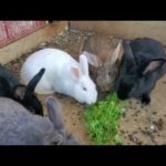 Cute Rabbits eating a little snack!
