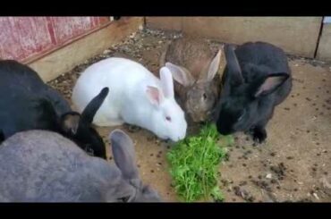 Cute Rabbits eating a little snack!