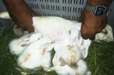 Feeding Six Baby Bunny : Feeding Rabbit