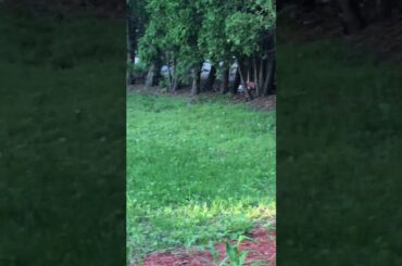 One baby bunny today