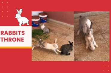 How to breed Rabbits with Success - female rabbits fight - Best compilation rabbit 2020