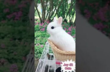 cute rabbit and cat+parrot  playing