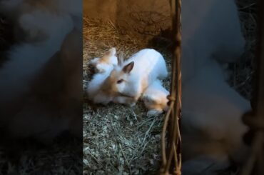 Baby bunnies nursing