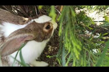 Cute bunny digging the ground🐰