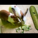 Cute rabbit eating cucumber