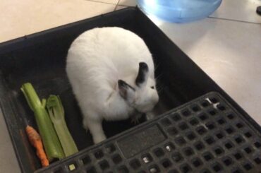 We have a very very cute bunny 🐰