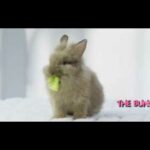 Cute adorable bunny eating lettuce fast - 4k